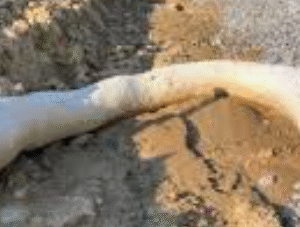 Filter Sock Natural (Unfilled) 20cm x 62m - White